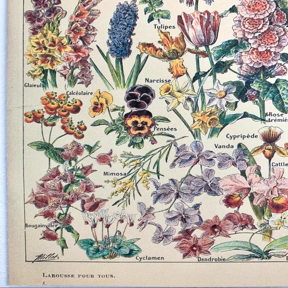 Adolphe Millot 1909 Fleurs Floral Print 1 of 5 - Picture 6 of 6